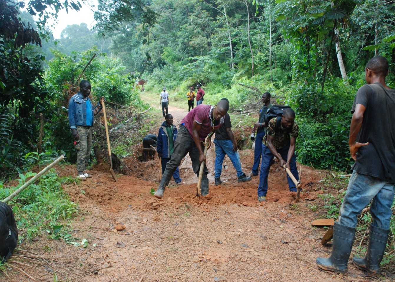 Gola Forest Gola Forest