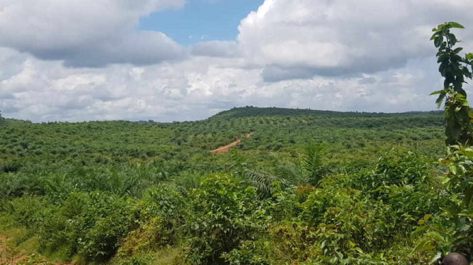 Plantation Plantation