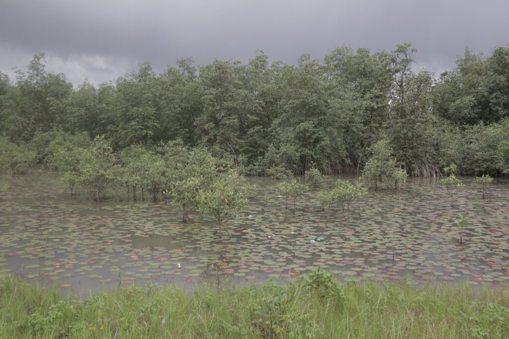 A mangrove