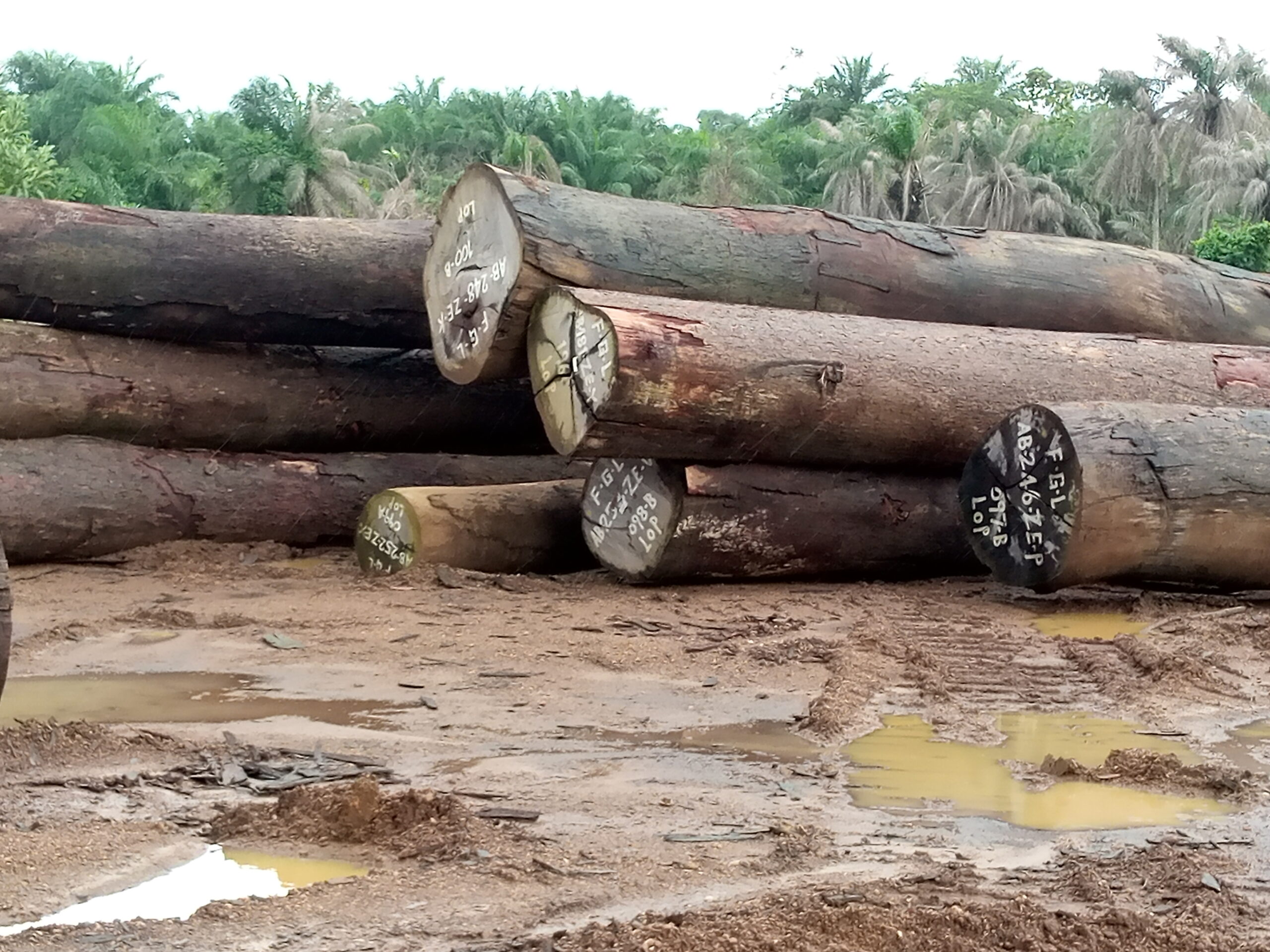 FGL harvested logs scaled FGL harvested logs scaled