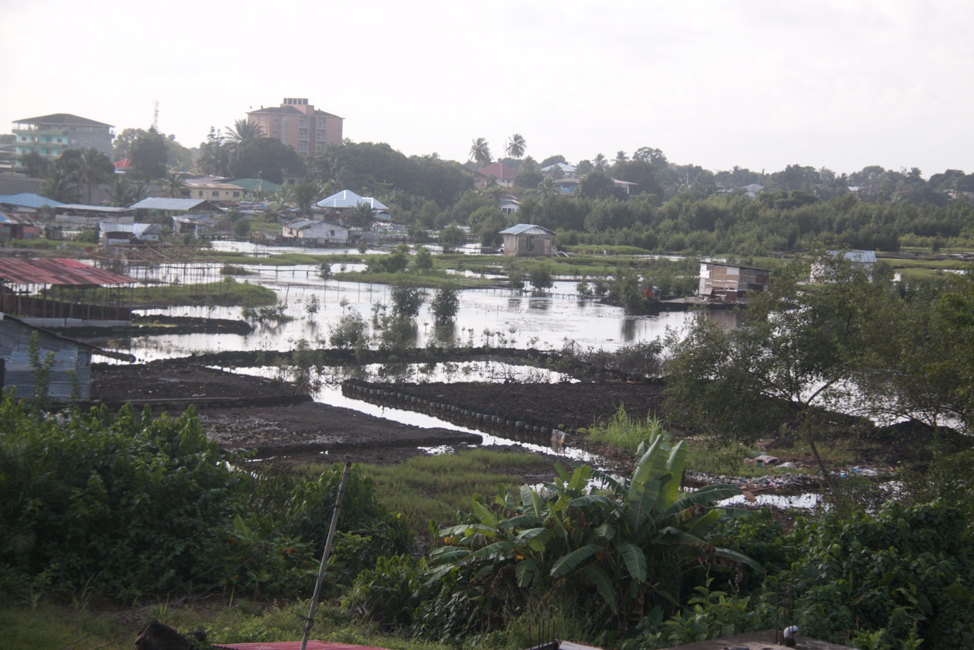Mangrove swamp