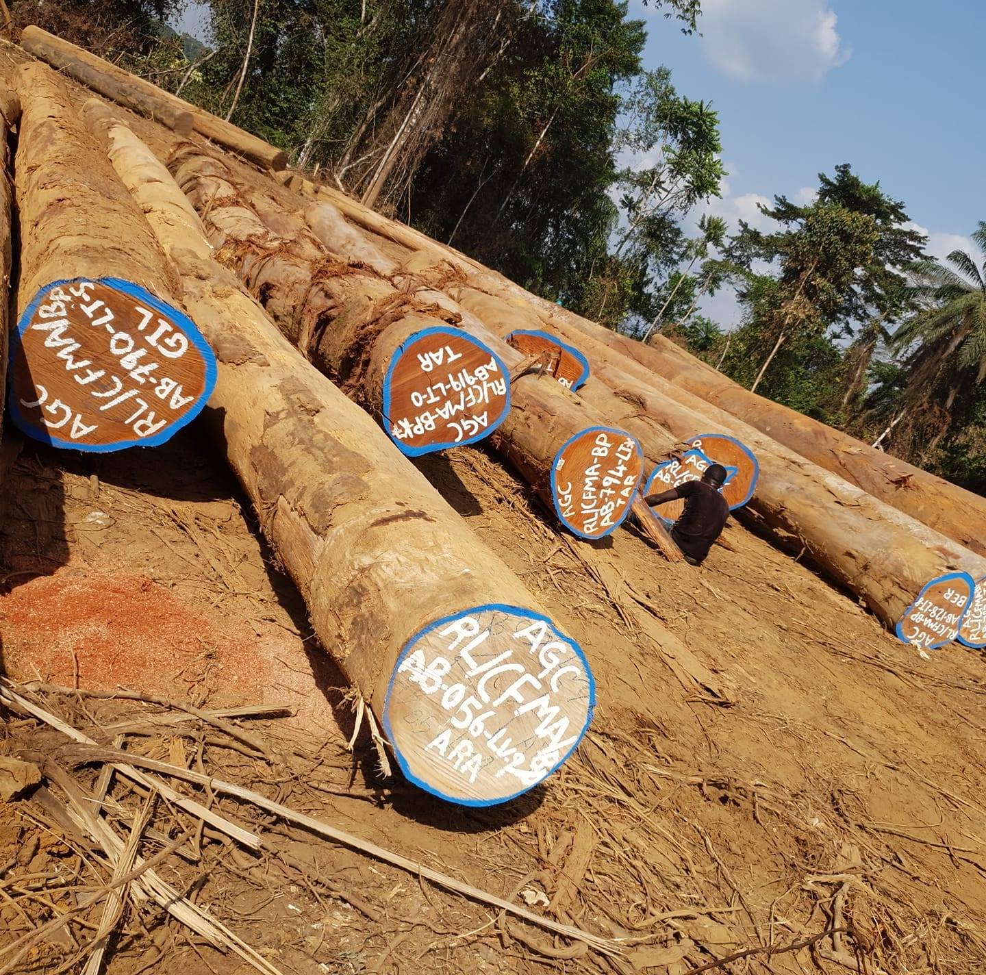 Akewa Logs in Beyan Poye Akewa Logs in Beyan Poye