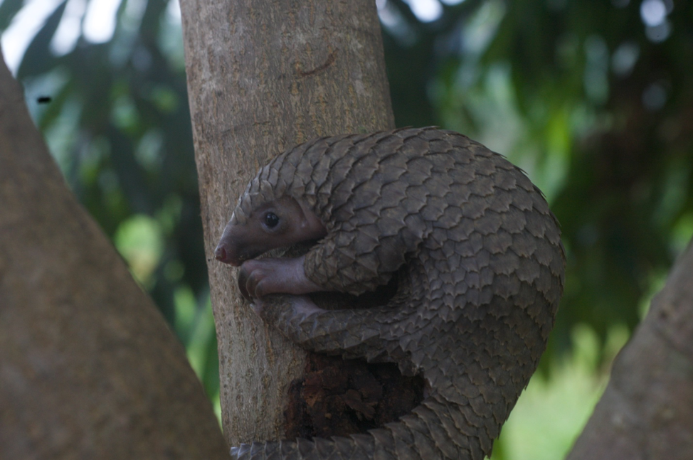 Pangolin 3