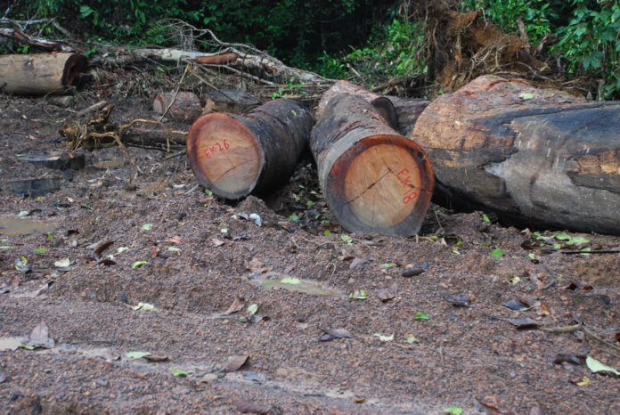 Illegal Logs Illegal Logs