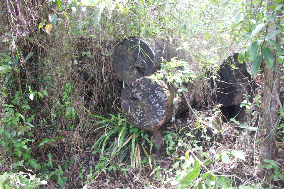 Abandoned logs Abandoned logs