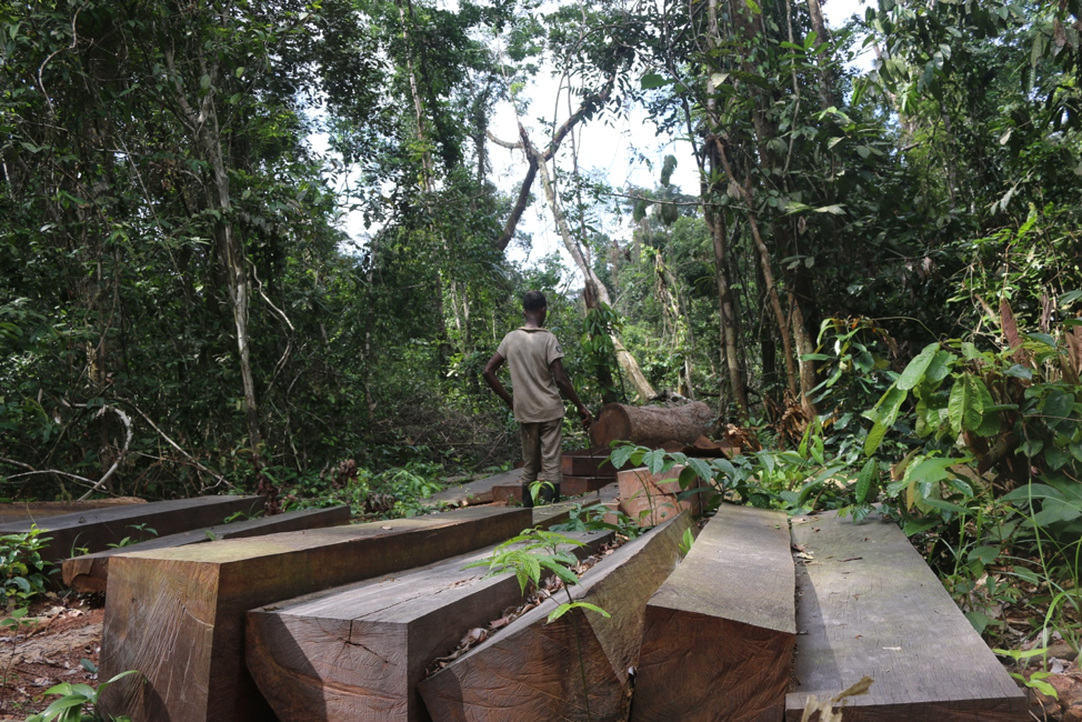 Binta Logging 2