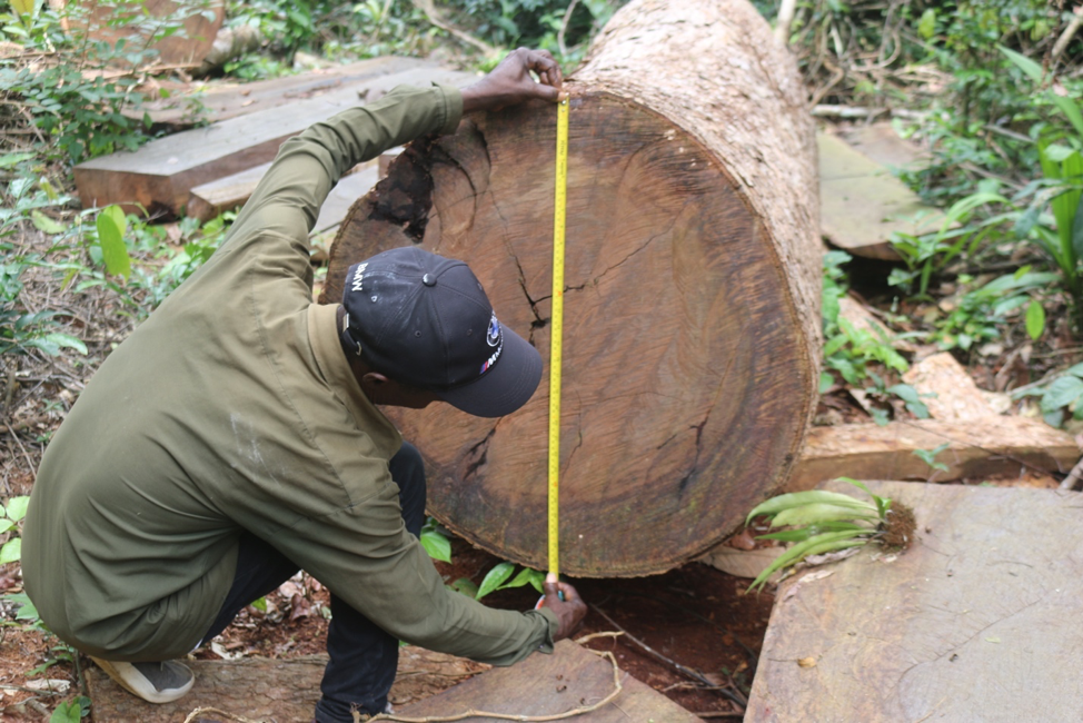 Binta logging 3 1