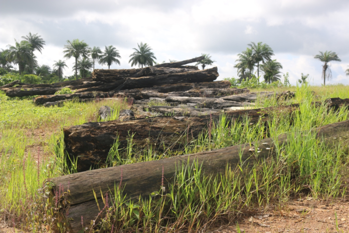 African Wood and Lumber African Wood and Lumber