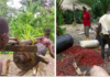 GVL Violates Villagers’ Rights Then Sues Them For Palm Theft