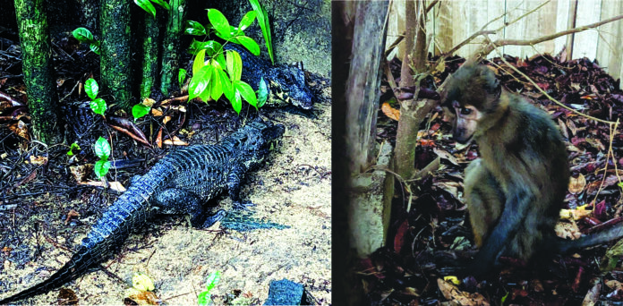 Wildlife Animals 2