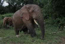 Elephants Add New Towns to Crop-raiding Menu