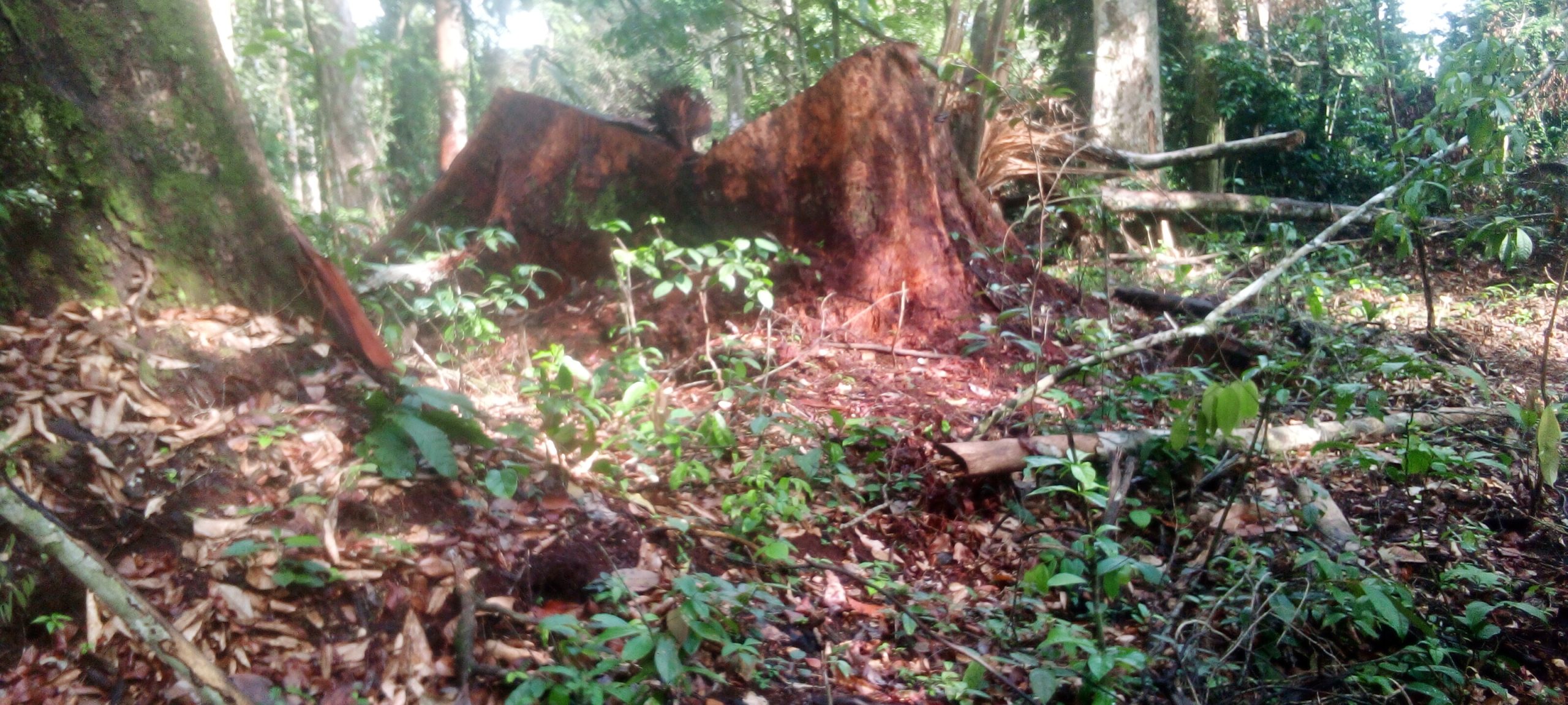 Tree Stump1_Gba_20250626_155920_840